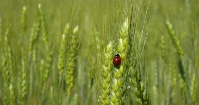Développer les céréales pérennes pour préserver les sols et diversifier les productions végétales Développer les céréales pérennes pour préserver les sols et diversifier les productions végétales