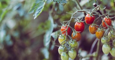 Les SYstèmes Alimentaires du Milieu Les SYstèmes Alimentaires du Milieu