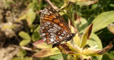 Des pratiques agroécologiques pour favoriser la biodiversité Petite nacré Issoria Lathonia