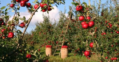 Les outils innovants des SyAM Alimentation durable