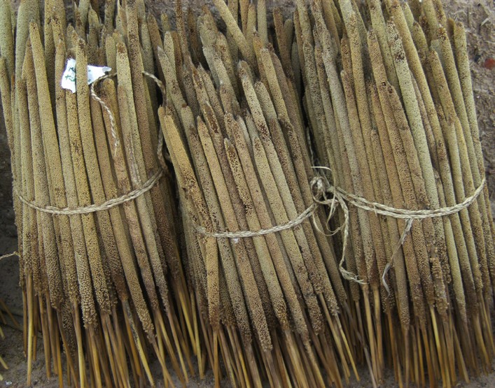 Figure 3. Long panicle millet varieties for seed selection (UNDP 2015)