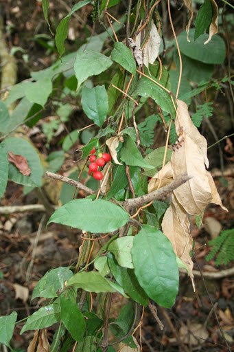 Figure 1. Afang - Gnetum africanum (© Marco Schmidt)