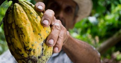 Cacao Forest, filière cacao durable soutenue par l’Isara Cacao Forest