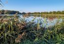 Les étangs : un potentiel insoupçonné face au réchauffement climatique