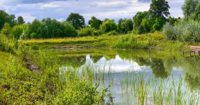 Comment restaurer, créer et gérer les étangs à l’échelle locale