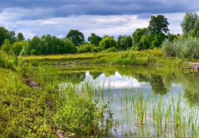 Comment restaurer, créer et gérer les étangs à l’échelle locale